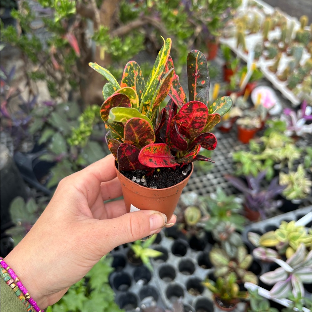 Colorful Croton Plant in Pot